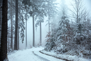 road in winter forest in fog