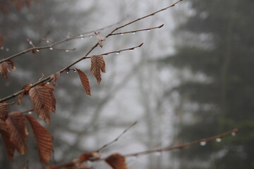 Obraz premium raindrops on tree branches