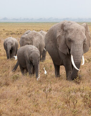 Obraz na płótnie Canvas Family of African elephants (Lexodonta africana) walking through dry grass