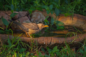 Karoo Thrush (Turdus smithi) 9300