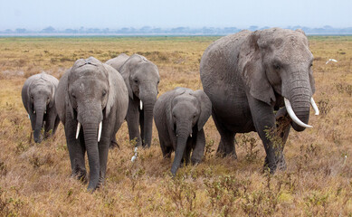 Naklejka na ściany i meble Family of African elephants (Lexodonta africana) walking through dry grass