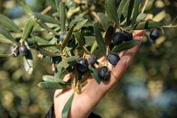 Hand picking green and black olives on the branch tree , traditional olive harvest concept ,...