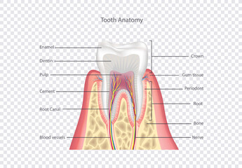 Tooth anatomy. Healthy teeth structure. Dental medical vector illustration.