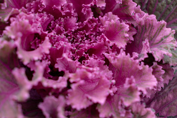 Ornamental kale bright purple in close-up