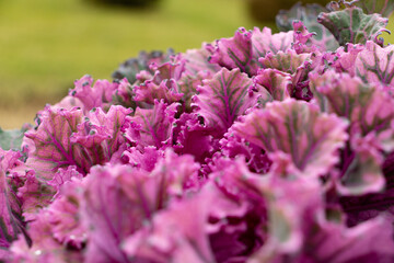 Ornamental kale bright purple in close-up
