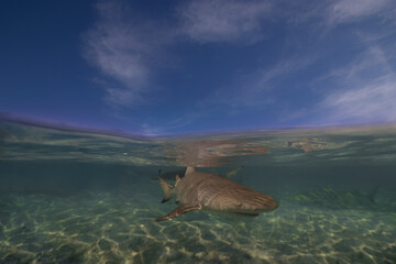 Obraz premium Lemon Sharks (Negaprion brevirostris) in the shallow water in North Bimini, Bahamas