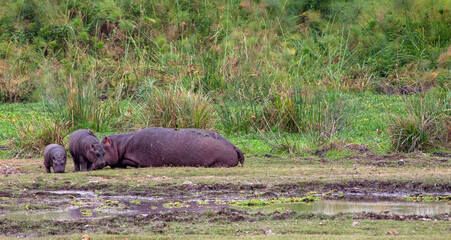 Mother hippopotamus sitting with two babies standing nearby