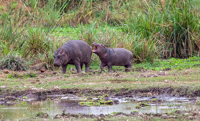 Two young hippopotamuses (Hippopotamus amphibius) playing