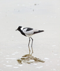 Blacksmith lapwing (Vanellus armatus) standing in shallow water at Amboseli National Park, Kenya