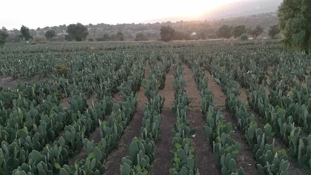 Aerial drone view over nopal fields towards the sun during sunset