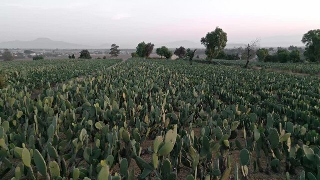 Aerial drone view over nopal fields during sunset. Close up