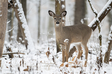 White-tailed deer doe in snow
