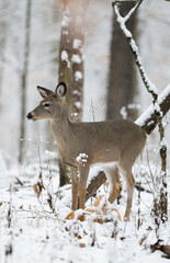 Naklejka na ściany i meble White-tailed deer doe in snow