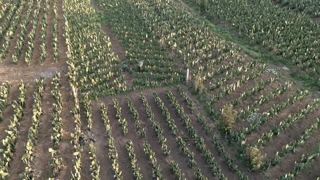 High aerial drone view over agriculture fields while a farmer is harvesting nopal tunas