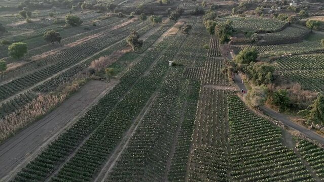 High spinning elevation aerial drone shot over nopal fields during sunset