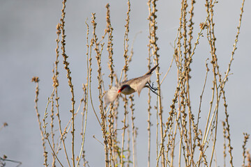 Beautiful waxbill taking off