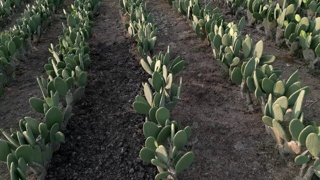 Diagonal aerial drone shot over a nopal field during sunset. Close up