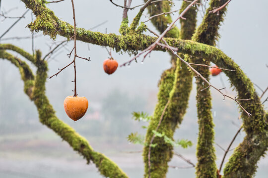 persimmon at tree with full of moss
