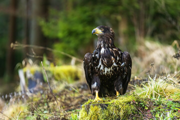 White-tailed eagle (Haliaeetus albicilla) on the shore of the lake
