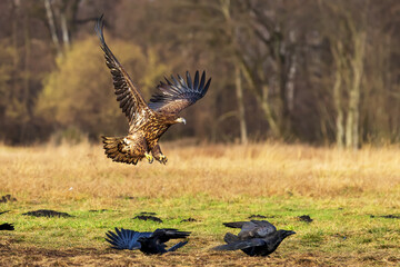 White-tailed eagle (Haliaeetus albicilla) preparing to land