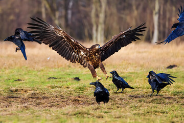 White-tailed eagle (Haliaeetus albicilla) lands in a flock of ravens