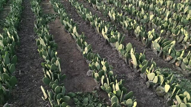 Diagonal aerial drone shot over a nopal field during sunset. Close up