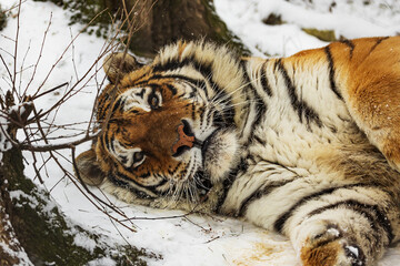 Siberian tiger (Panthera tigris tigris) lying in the snow