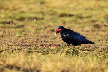 common raven (Corvus corax) eats the remains of the carcass