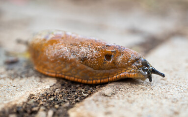 Spanish slug on ground closeup