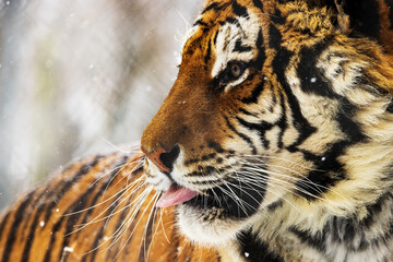 Siberian tiger (Panthera tigris tigris) detail of snowy head