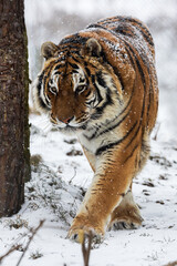 Siberian tiger (Panthera tigris tigris) up close with the snow