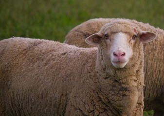 Sheep Lamb Wool