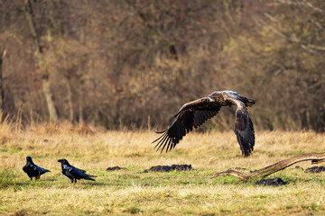 White-tailed eagle (Haliaeetus albicilla) flying close to the ground