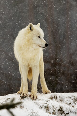 Obraz premium Arctic wolf (Canis lupus arctos) portrait in snowfall