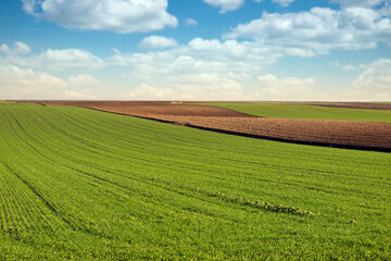 Young green wheat  and plowed field agriculture