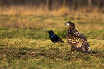 White-tailed eagle (Haliaeetus albicilla) in the grass with the raven