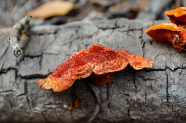 Orange fungi growing on a tree in the forest 