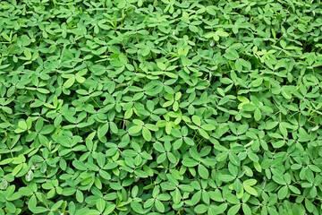 Peanut grass (Arachis repens), plant often used as a forage and ornamental plant