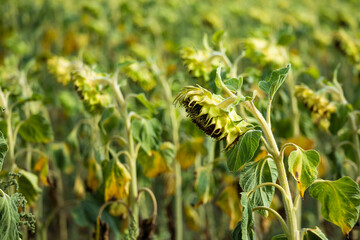 Sunflowers field side view