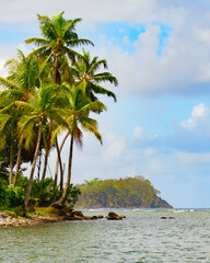 Fototapeta na wymiar Coconut trees by the caribbean sea