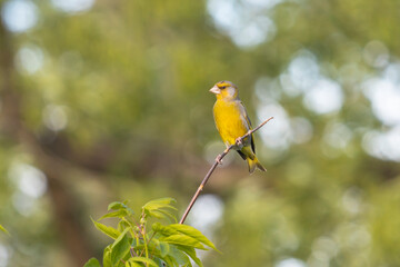 greenfinch sits on a thin branch in spring