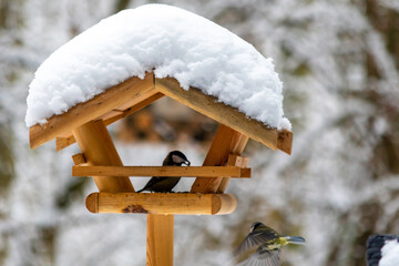 Vögel im Schnee
