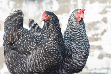 pair of thoroughbred chickens with beautiful plumage