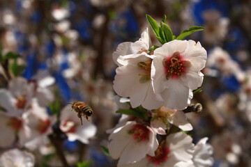 Almond Flowers Blooming Pink  Bee Pollinator