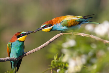 spring courtship of beautiful birds
