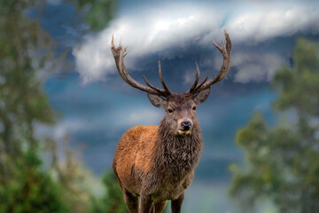 Hirsch im Wolkenhimmel, Rothirsch