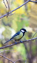Fototapeta premium A yellow on a branch in a city park. Small yellow feathered animal resting on tiny twig.