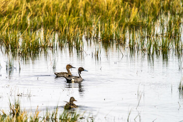 ducks on the lake