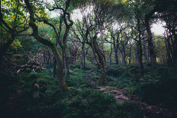 Fototapeta premium Padley Gorge, colours in this beautiful wooded valley in the Derbyshire Peak District, UK.
