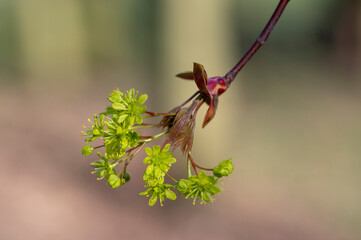 Acer platanoides Norway maple tree branches in bloom, springtime bright color green yellow flowering plant